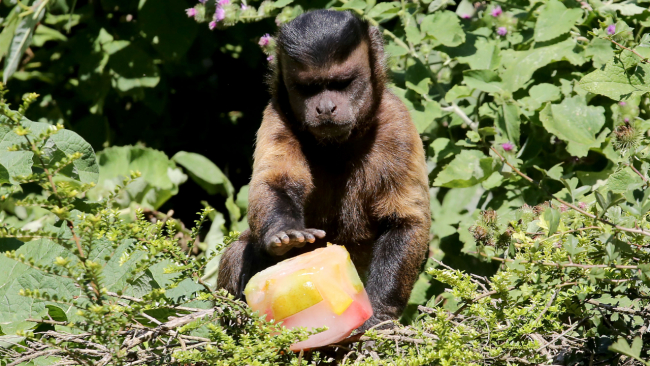 Hırvatistan'da sıcaktan bunalan hayvanat bahçesi sakinlerine buzlu yiyecek verildi